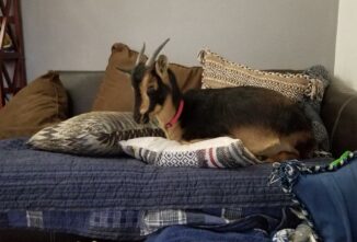 Can You House Train a Goat?